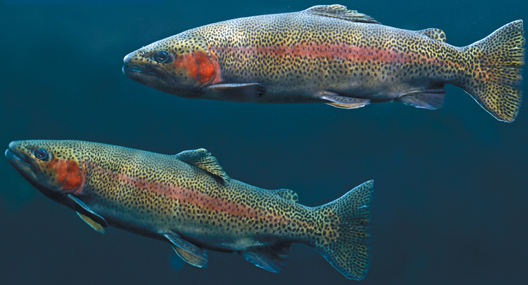 A rainbow trout.
