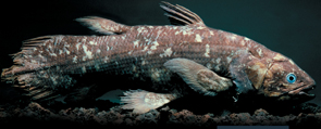 A coelacanth.
