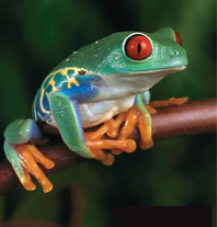 A red-eyed treefrog.