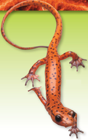 A red salamander.