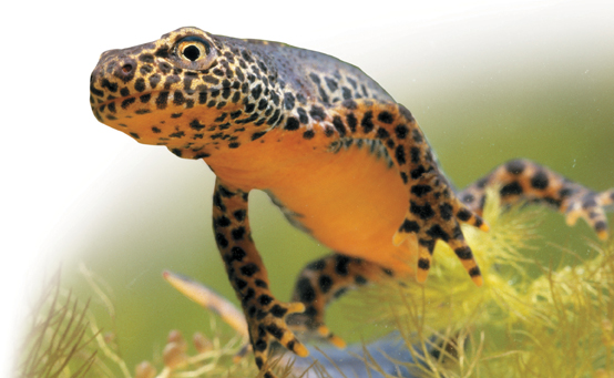 An alpine newt.