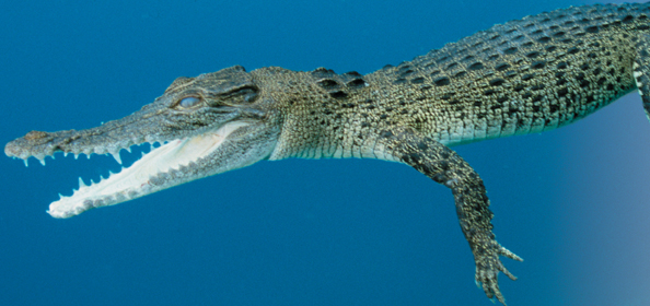 A saltwater crocodile.