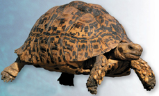 A leopard tortoise.