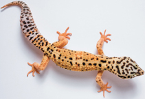 A leopard gecko.