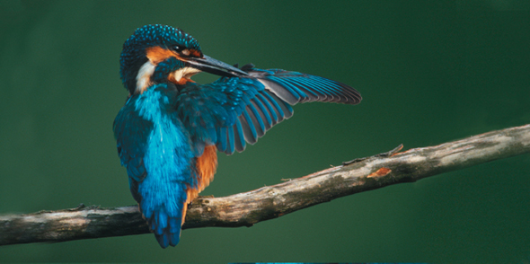 A kingfisher.