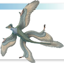 Artist’s conception of Microraptor gui.