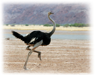 An ostrich.
