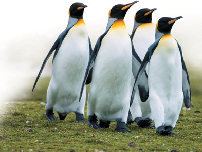 King penguins.