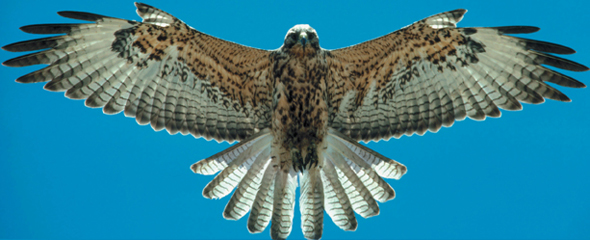 A hawk.