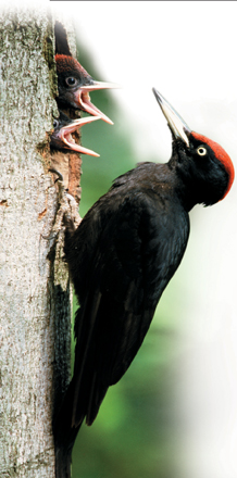 A great-spotted woodpecker.