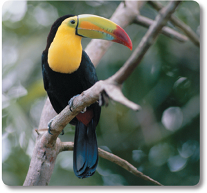 A keel-billed toucan.