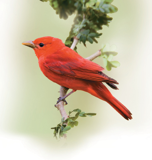 A scarlet tanager