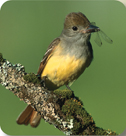 A great crested flycatcher.