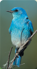 A mountain bluebird.