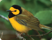 A hooded warbler.