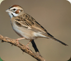 A lark sparrow.