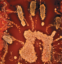 A print of a human hand.