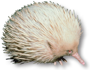 A short-beaked echidna.