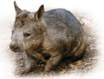 A wombat.