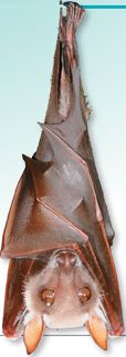 A bat is hanging upside down.