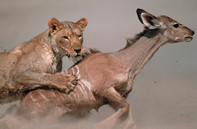 Lioness attacks greater kudu.