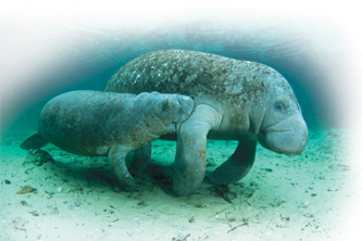 Manatee mother and a calf.