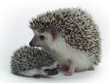Four-toed hedgehog mother and baby.
