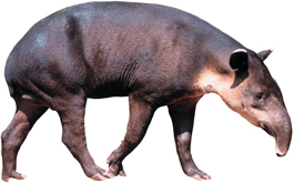 A tapir