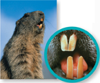 Rodent with a pair of long incisor teeth.