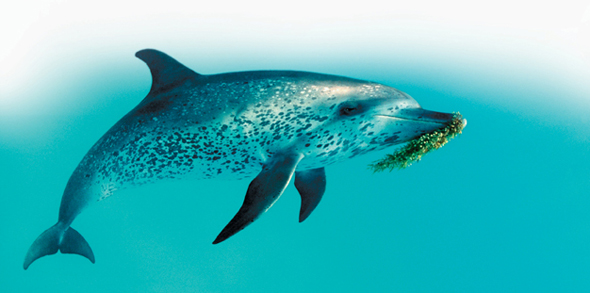A spotted dolphin.