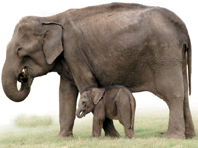 An elephant and a calf.