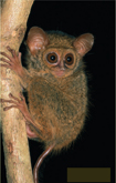 A tarsier.