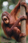 An orangutan.