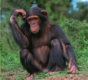 A chimpanzee.