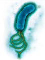 A helicobacter pylori.