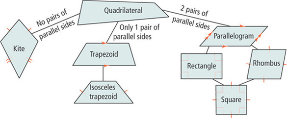 Quadrilaterals are classified.