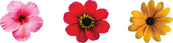 A pink flower has five petals, a red flower has eight petals, and a yellow flower has 13 petals.