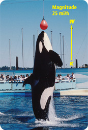 A whale points straight up to a hanging ball. Beside the whale, an arrow points up from K to W beside the ball, and is labeled Magnitude 25 miles per hour.