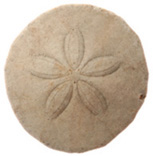 A sand dollar is a circle with five congruent petal shapes extending out from the center at equal distances apart.