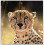 A square photograph shows the head of a leopard with neck extending from the bottom right.