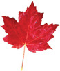 A maple leaf has stem aligned with the top of the middle lope, with equal lobes on either side.