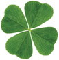 A four-leaf clover has four heart-shaped lobes extending from the center at equal distances apart.