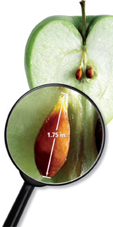 A magnifying glass zooms in on an apple seed with the magnified length 1.75 inches.