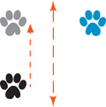 An image of a black paw print has a gray paw print above it, representing a glide, which is then reflected across a vertical line to get a blue paw print.