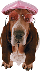 A dog with floppy ears wears sunglasses and a hat. 