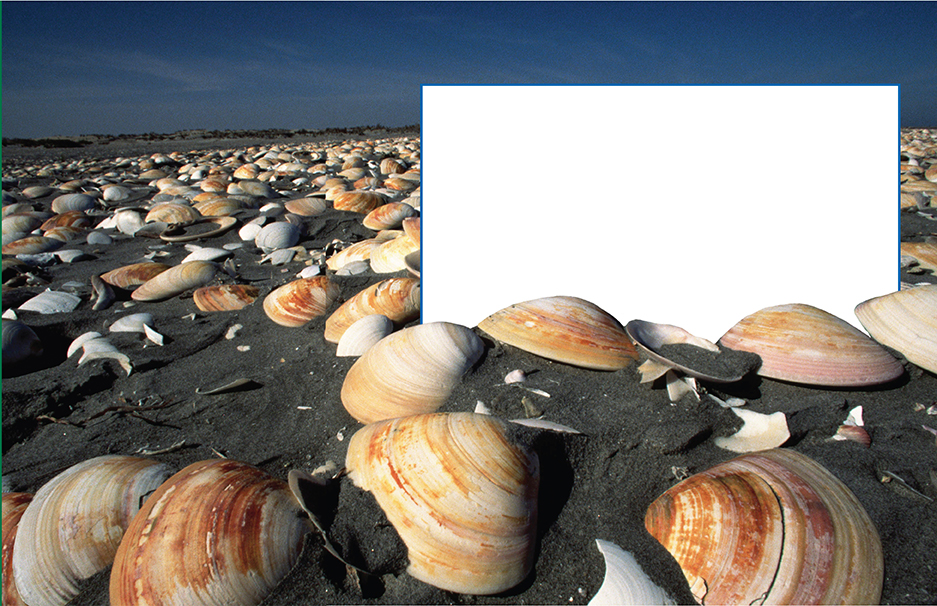 Seashells on a sandy beach.