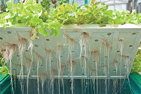 Plants growing in water containers. The top of the container is lifted to show the roots growing downwards.