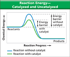 Diagram titled "Reaction Energy - Catalyzed and Uncatalyzed." This diagram shows the relationship between chemical energy and reaction progress.