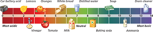 Diagram of the pH scale, labeled to indicate the left side is acidic and the right side is more basic. The very middle is most neutral.