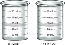 Two beakers labeled from 10 to 50 milliliters, with liquid that is filled around 25 milliliters. The beaker on the left is labeled "0.1 M HCI" and the beaker on the right is labeled "0.1 M NaOH".